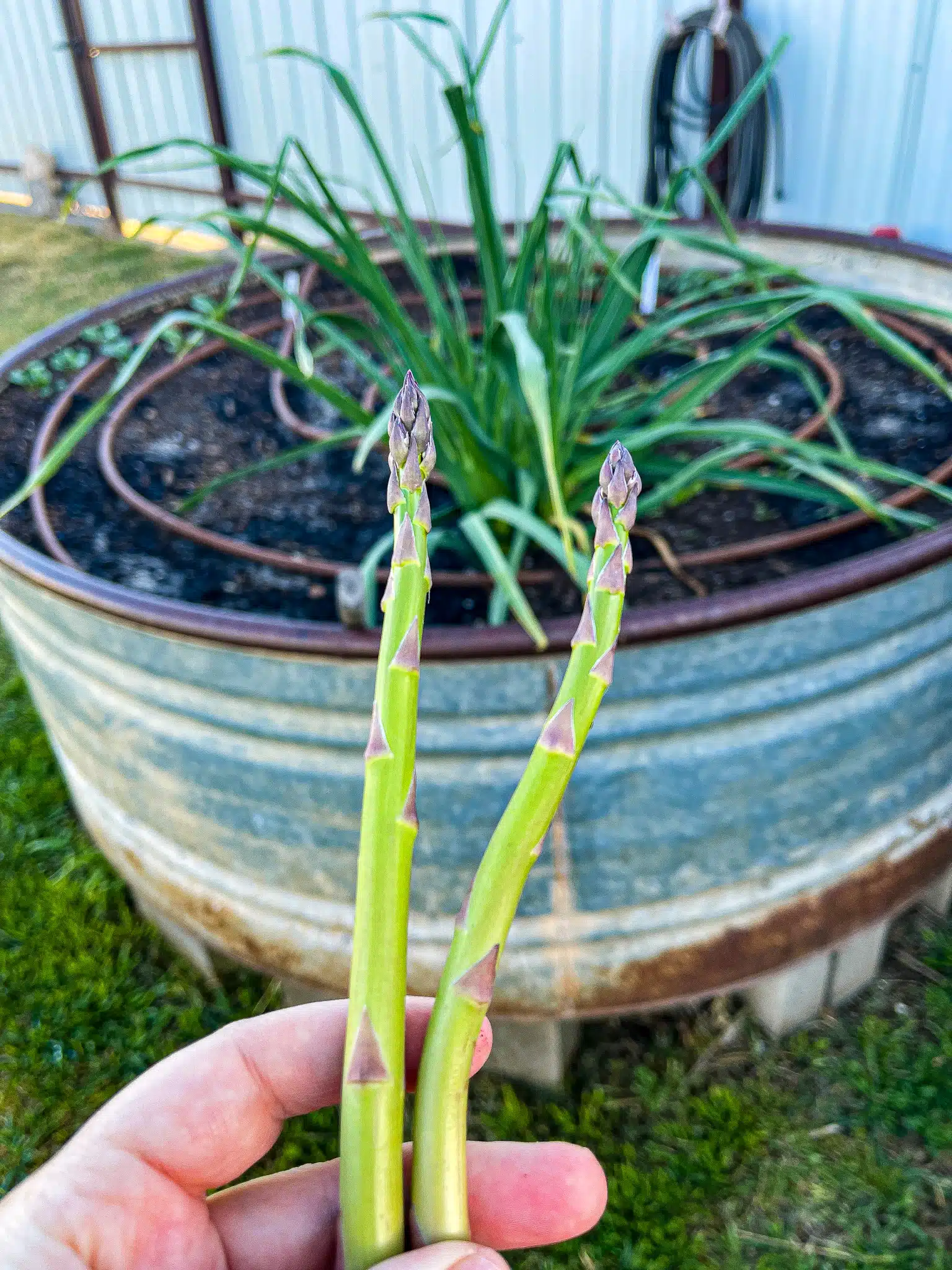 fresh asparagus from the garden